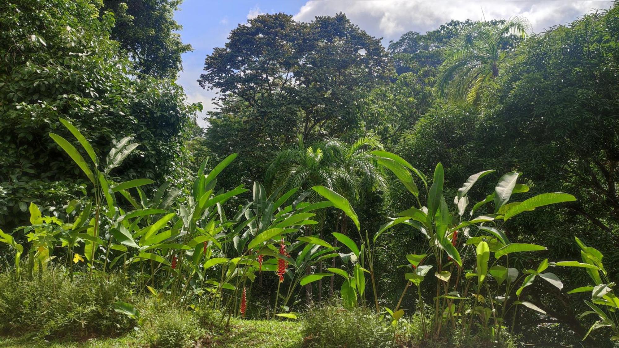 Rio Tico Safari Lodge Punta Mala Eksteriør bilde