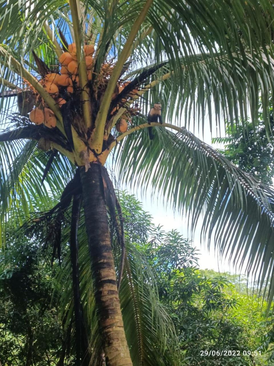 Rio Tico Safari Lodge Punta Mala Eksteriør bilde